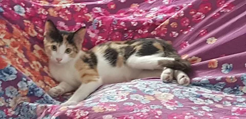 Boba Fett Calico: Where It Turns